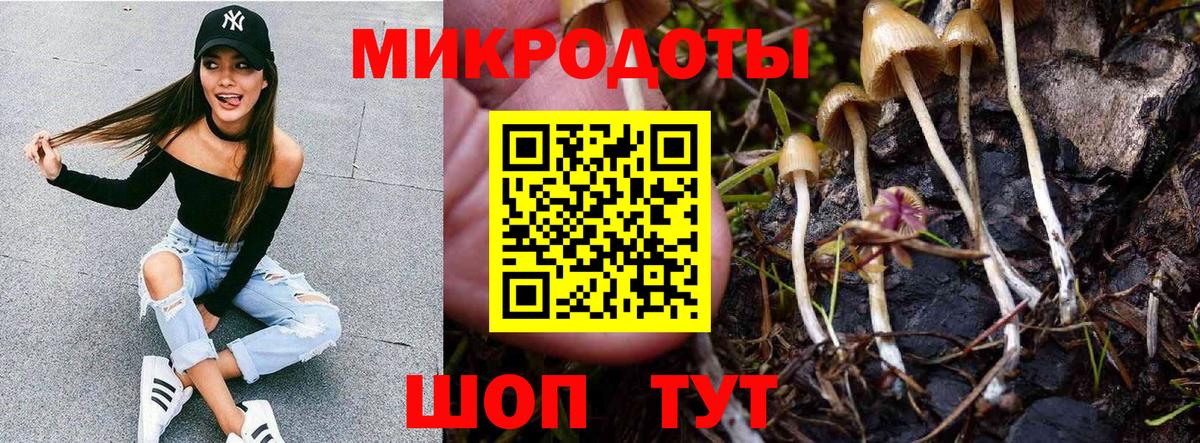 Зеленогорск  Псилоцибиновые грибы Psilocybe  Вход с VPN 